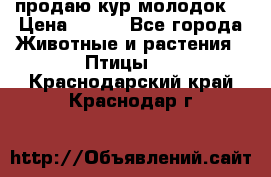 продаю кур молодок. › Цена ­ 320 - Все города Животные и растения » Птицы   . Краснодарский край,Краснодар г.